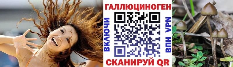 Галлюциногенные грибы Psilocybe  Зубцов 